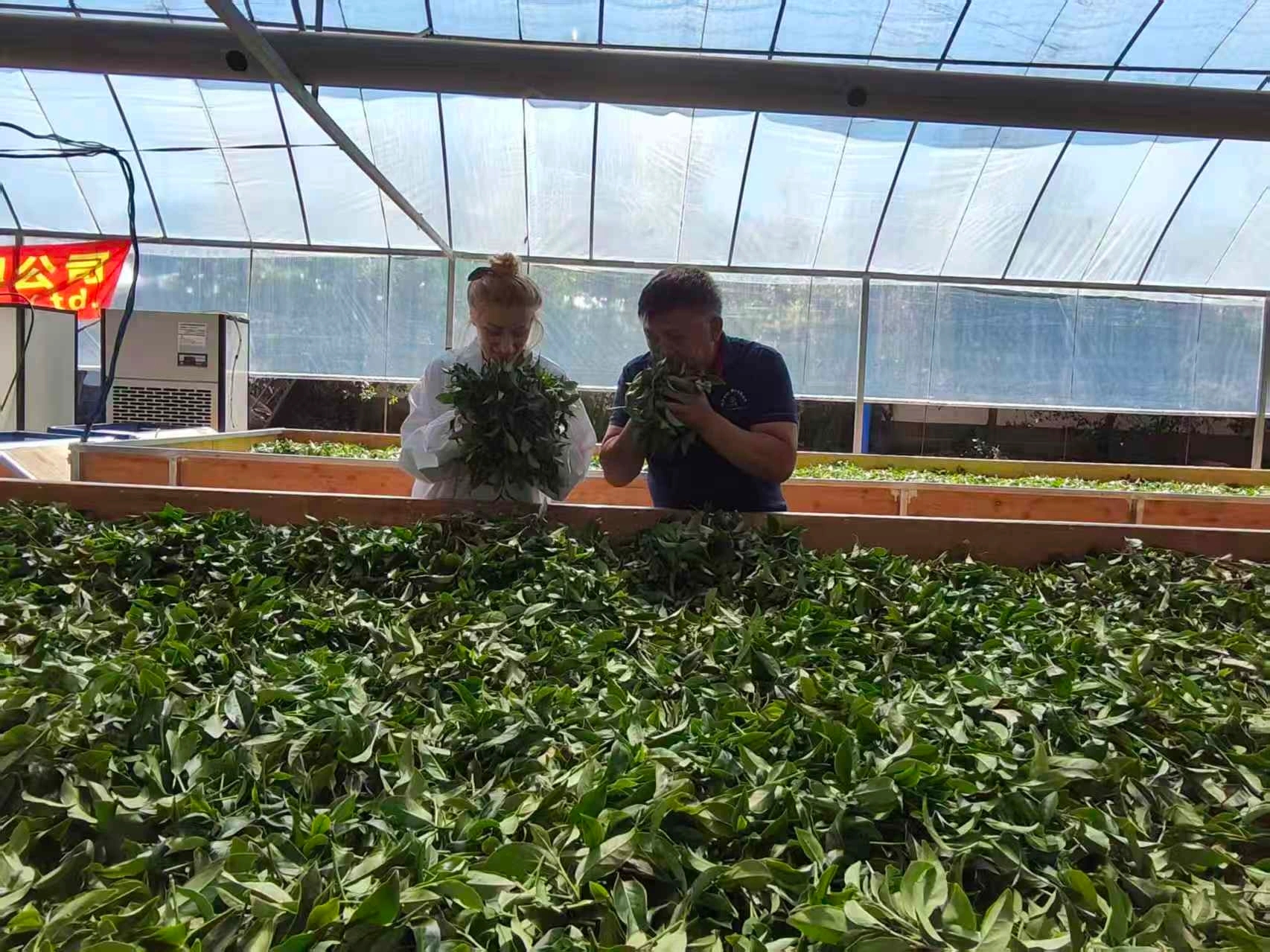 Discovering fresh leaves at our actual production site