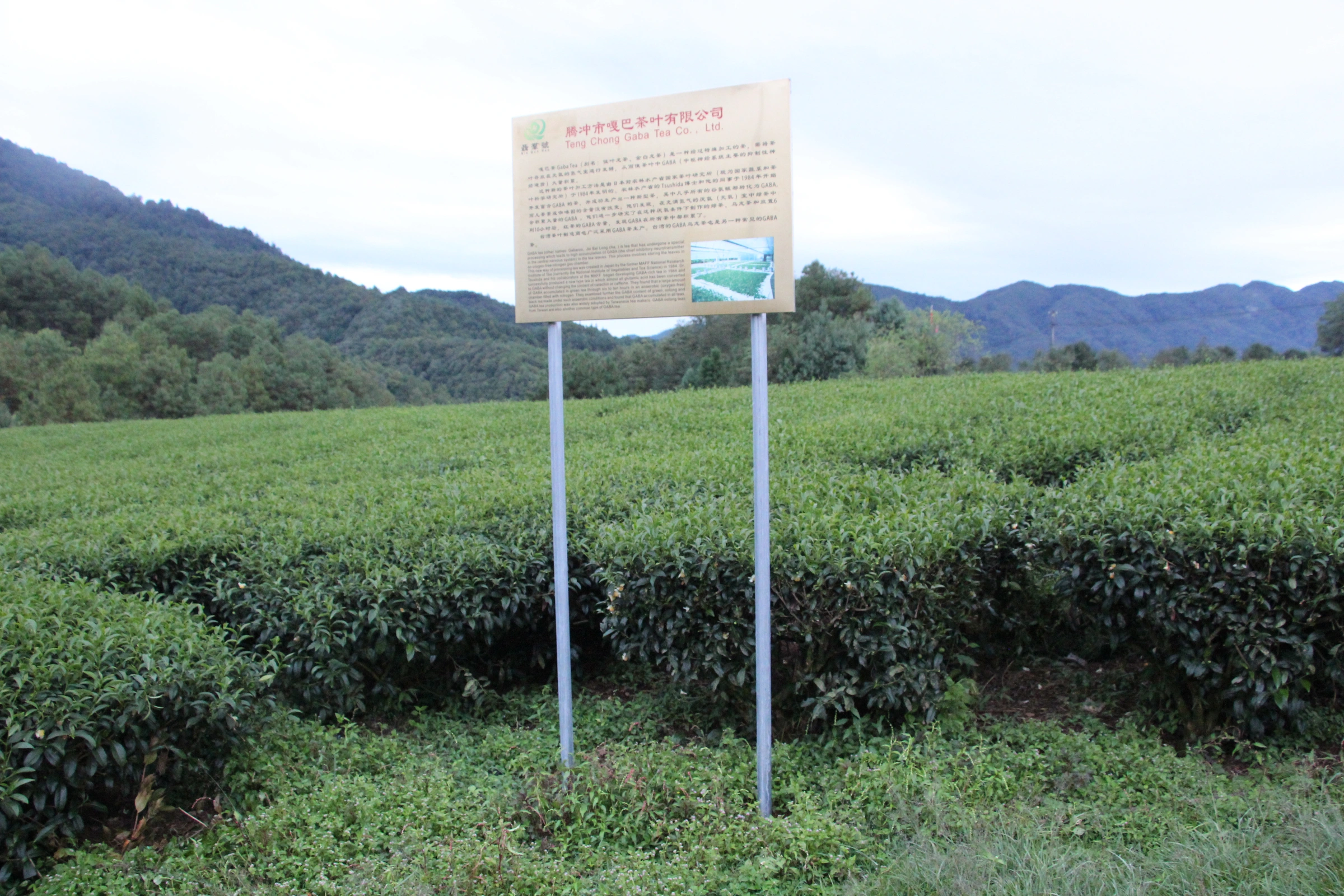 Our tea gardens beside the forest · Company archive photograph