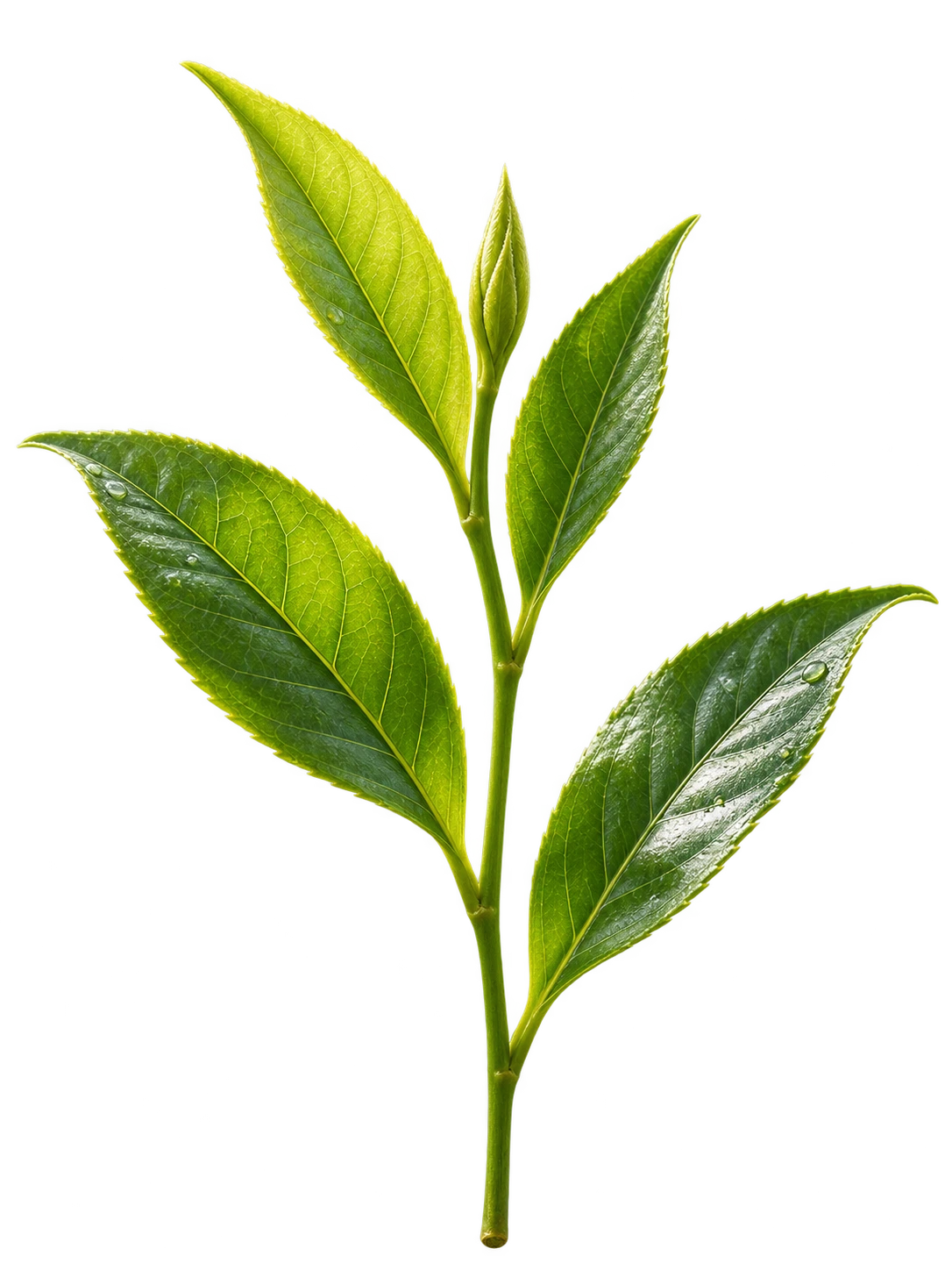 Qing Xin oolong · Tea cultivar